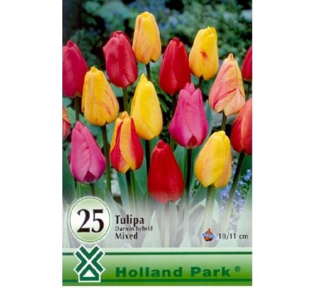 Tulipa Darwin hybrid mixed - 25 ks