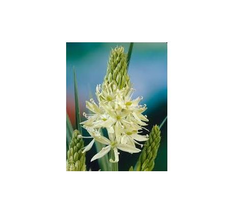 Camassia leichtlinii  Alba / 3ks