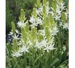 Camassia leichtlinii  Alba / 3ks