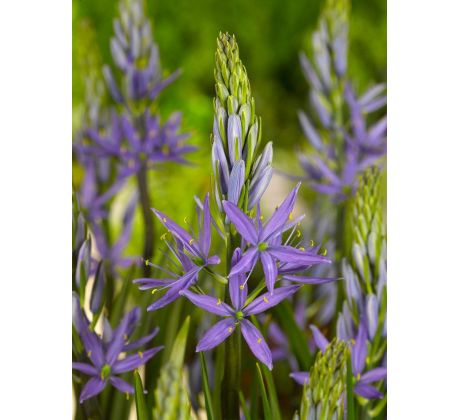 Camassia leichtlinii  caerulea/ 3ks