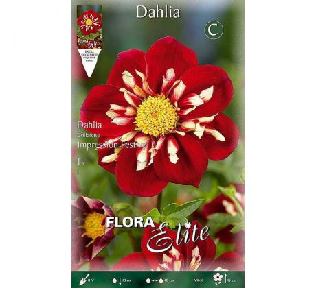 Dahlia - Impressio Festivo