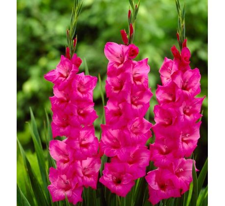 Gladiolus- Fidelio