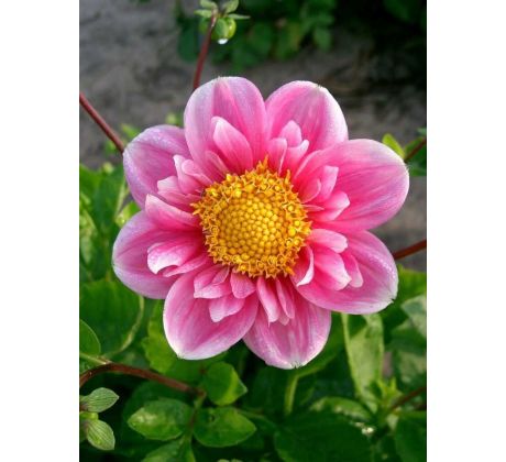 Dahlia - Hartenaas