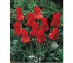 Tulipa - Red Riding Hood / 10 ks v balení