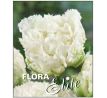 Tulipa Fringed Double - Snow Crystal / 5 ks