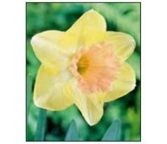 Narcissus Trumpet Lorikeet