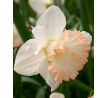 Narcissus Trumpet British Gamble