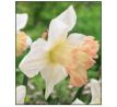 Narcissus Trumpet British Gamble