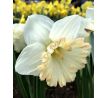 Narcissus Trumpet British Gamble