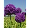 Allium Ambassador