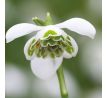 Galanthus hippolita