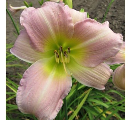 Hemerocallis - Catherine Woodbury