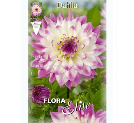 Dahlia - Ferncliff Illusion