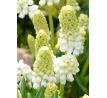 Muscari White Magic