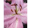 Lilium -  pink / 1ks v balení