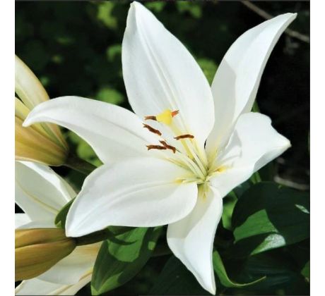 Lilium- white / 1ks v balení