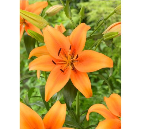 Lilium - orange / 1ks v balení