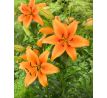 Lilium - orange / 1ks v balení