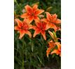 Lilium - orange / 1ks v balení