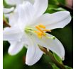 Lilium Candidum