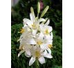 Lilium Candidum