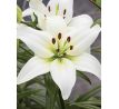 Lilium- white / 1ks v balení