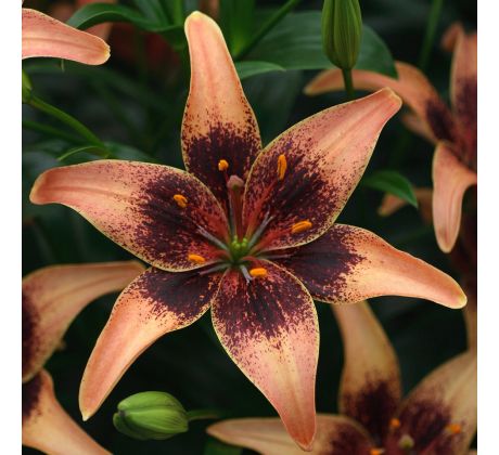 Lilium  asia- Whistler