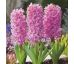 Hyacinthus - Pink Pearl / 3ks v balení