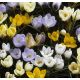 Crocus species mixed 50