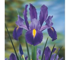 Iris hollandica - Blue Magic / 10ks v balení