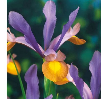 Iris hollandica - Frans Hals / 10ks v balení