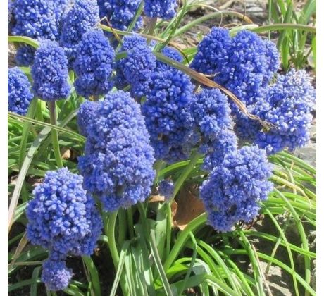 Muscari Armeniacum - Blue Spike / 10ks v balení