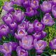 Crocus vernus Grand Maitre