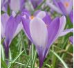 Crocus - Yalta