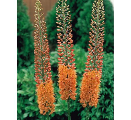 Eremurus orange / 1ks v balení