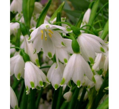 Leucojum aestivum - Giant / 5ks v balení