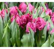 Tulipa - Parrot Prince