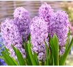 Hyacinthus - Splendid Cornelia