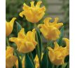 Tulipa - Yellow Crown