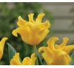 Tulipa - Yellow Crown