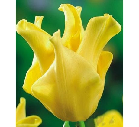 Tulipa - Yellow Crown