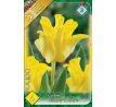 Tulipa - Yellow Crown