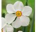 Narcissus poeticus Actaea/ 1ks