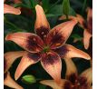 Lilium - Whistler/1ks