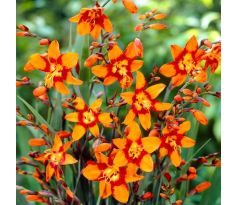 Crocosmia Emily McKenzie