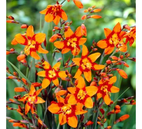 Crocosmia Emily McKenzie