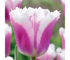 Tulipa - Siesta / 8ks v balení