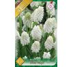 Muscari White Magic