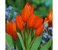 Tulipa - Praestans / 10ks v balení