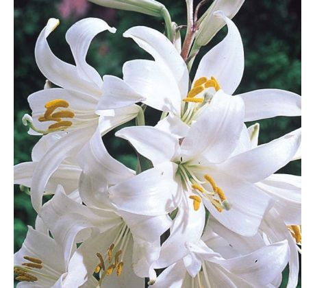 Lilium Candidum